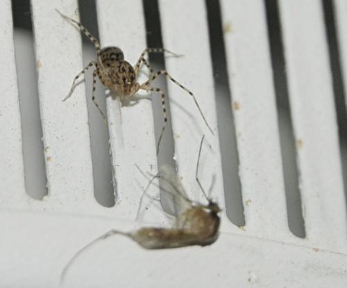 Réf. 258 782 : Scytodes thoracica